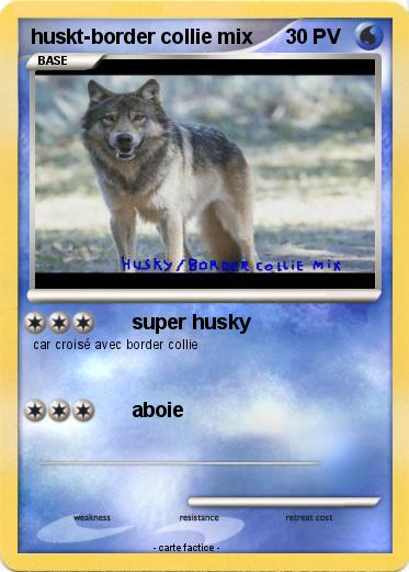Pokemon huskt-border collie mix