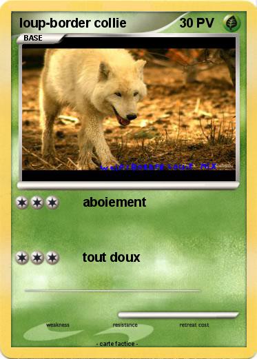 Pokemon loup-border collie