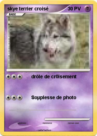 Pokemon skye terrier croisé