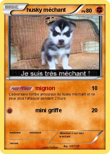 Pokemon husky méchant