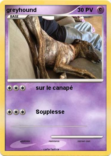 Pokemon greyhound