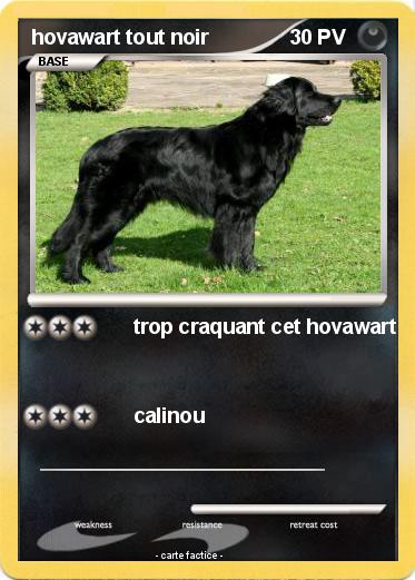 Pokemon hovawart tout noir