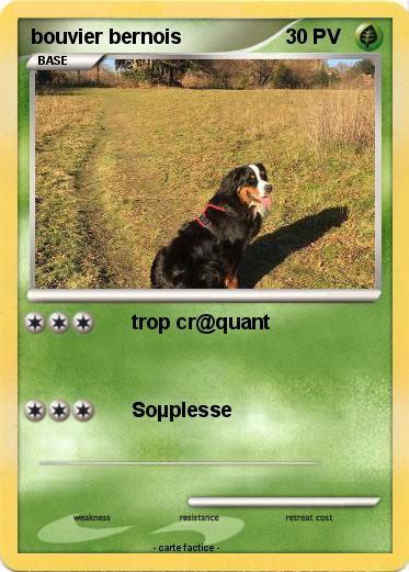 Pokemon bouvier bernois