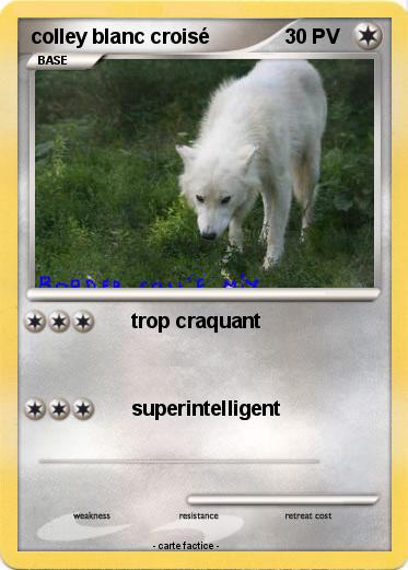 Pokemon colley blanc croisé