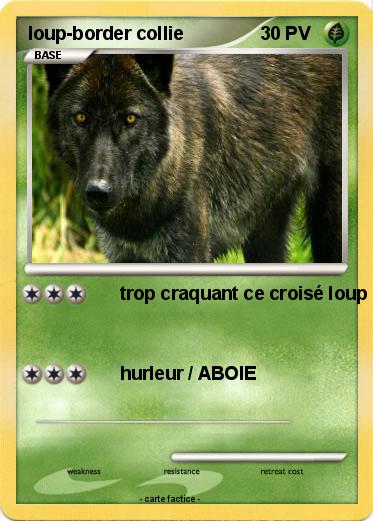 Pokemon loup-border collie