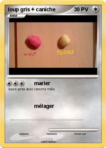 Pokemon loup gris + caniche