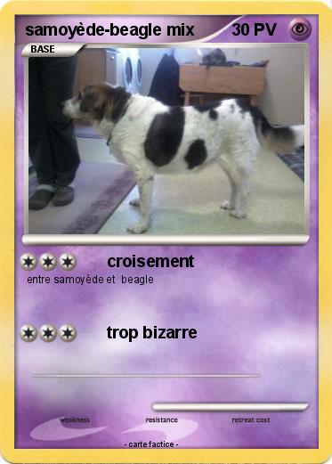 Pokemon samoyède-beagle mix