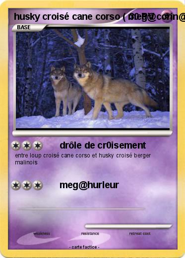 Pokemon husky croisé cane corso ( meg@corin@urd )
