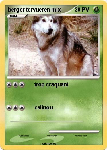 Pokemon berger tervueren mix
