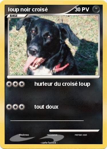 Pokemon loup noir croisé
