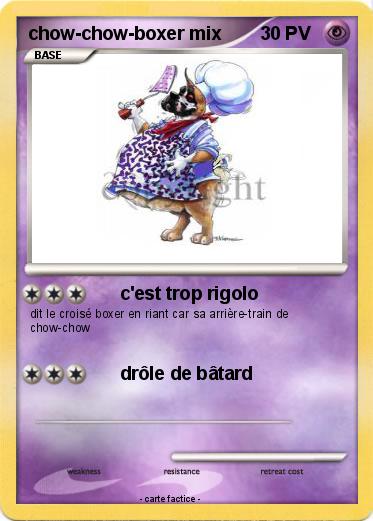 Pokemon chow-chow-boxer mix