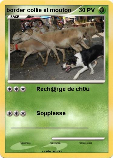 Pokemon border collie et mouton