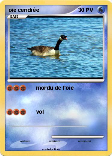 Pokemon oie cendrée