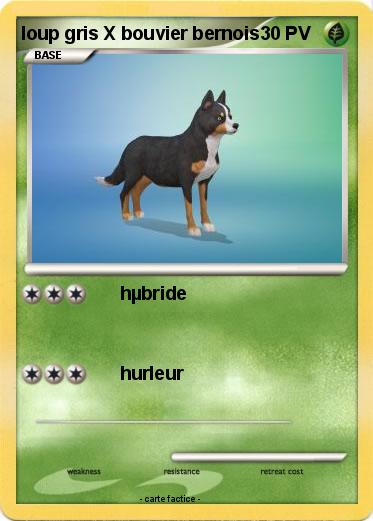Pokemon loup gris X bouvier bernois