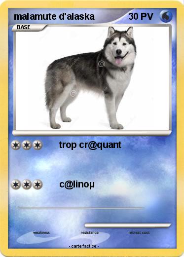 Pokemon malamute d'alaska
