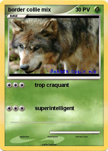 Pokemon border collie mix
