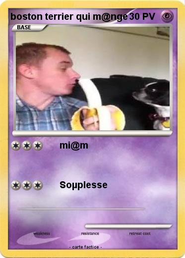 Pokemon boston terrier qui m@nge