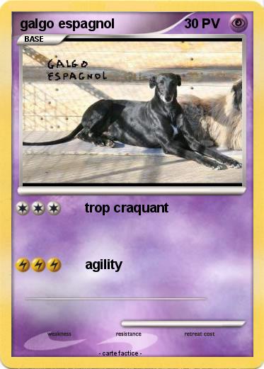 Pokemon galgo espagnol
