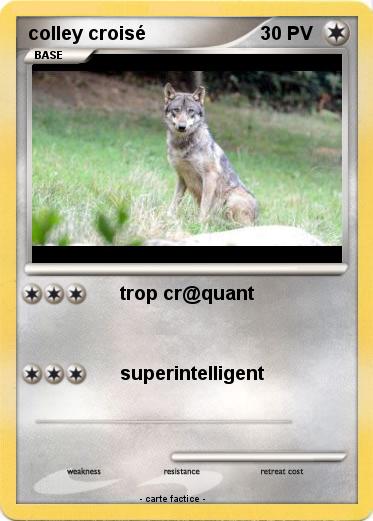 Pokemon colley croisé