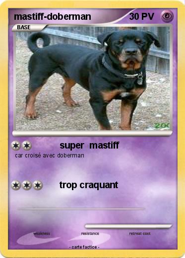 Pokemon mastiff-doberman
