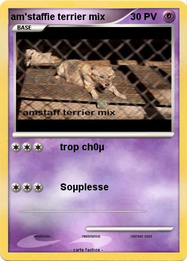 Pokemon am'staffie terrier mix