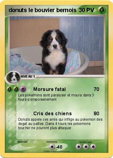 Pokemon donuts le bouvier bernois 