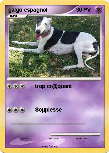 Pokemon galgo espagnol