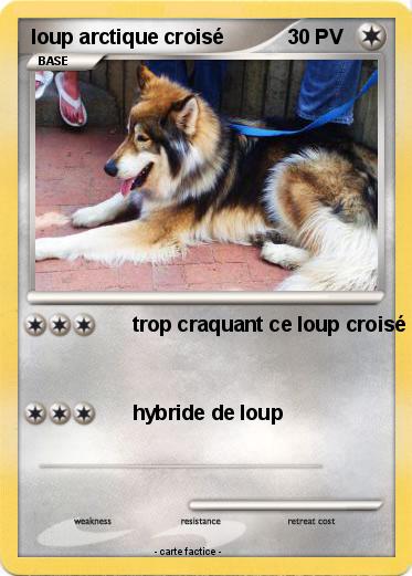 Pokemon loup arctique croisé