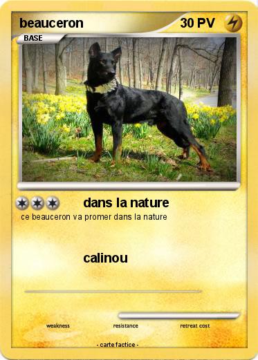 Pokemon beauceron