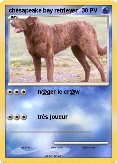 Pokemon chésapeake bay retriever