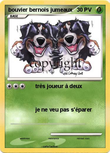 Pokemon bouvier bernois jumeaux