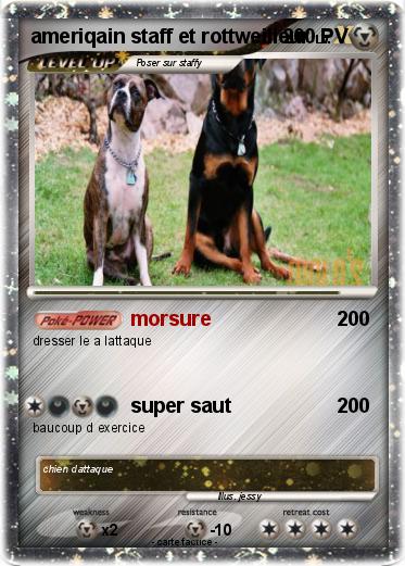 Pokemon ameriqain staff et rottweilleur