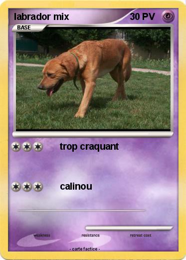 Pokemon labrador mix