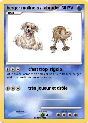 Pokemon berger malinois / labrador