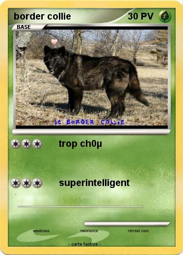 Pokemon border collie