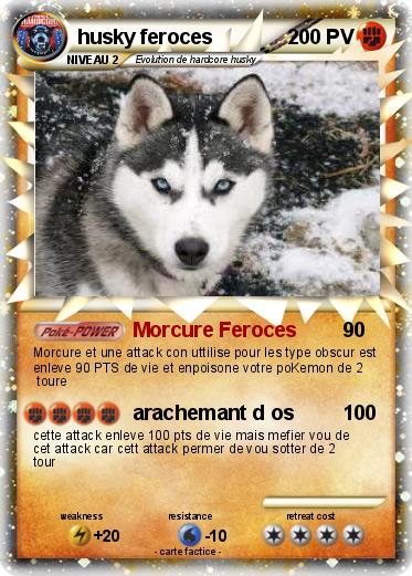 Pokemon husky feroces