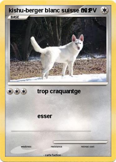 Pokemon kishu-berger blanc suisse mix