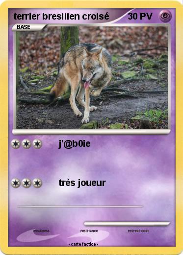 Pokemon terrier bresilien croisé