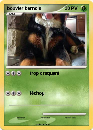 Pokemon bouvier bernois