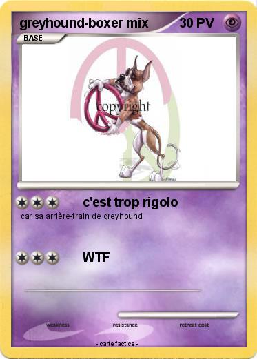 Pokemon greyhound-boxer mix
