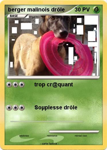 Pokemon berger malinois drôle