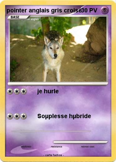 Pokemon pointer anglais gris croisé