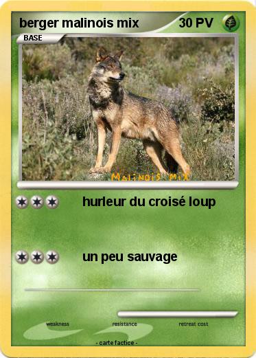 Pokemon berger malinois mix