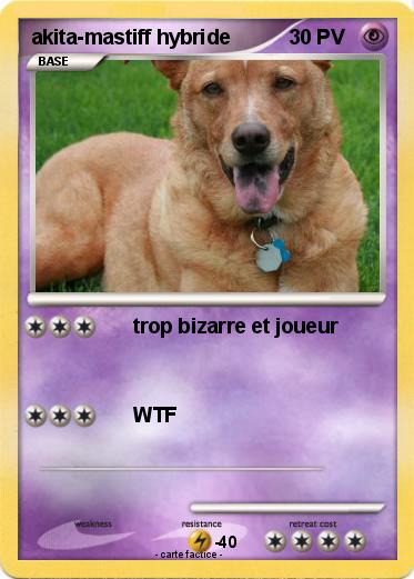 Pokemon akita-mastiff hybride