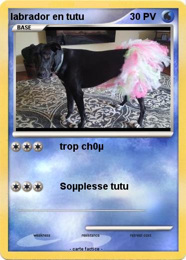 Pokemon labrador en tutu