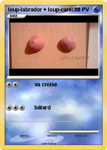 Pokemon loup-labrador + loup-caniche