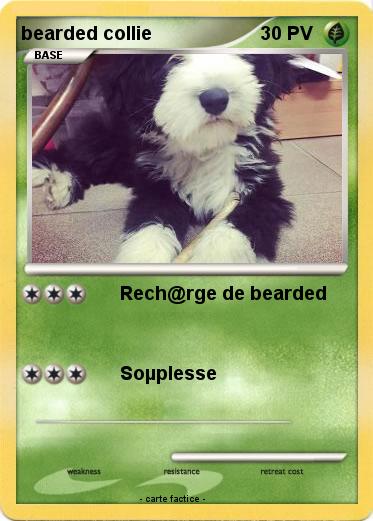 Pokemon bearded collie