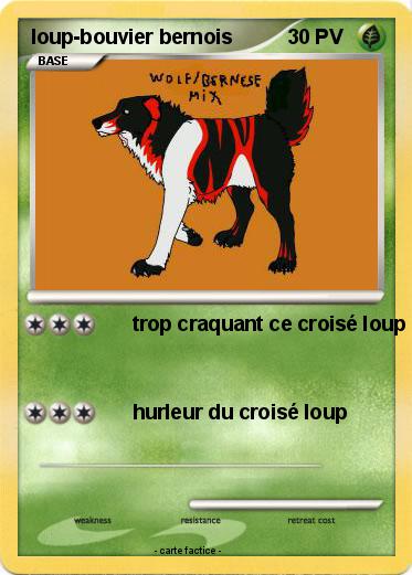 Pokemon loup-bouvier bernois