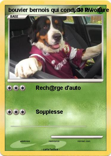 Pokemon bouvier bernois qui condµite la voiture