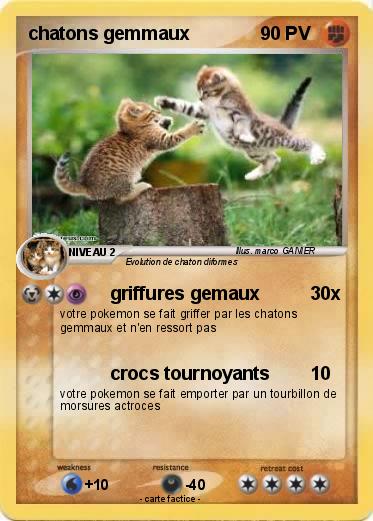 Pokemon chatons gemmaux